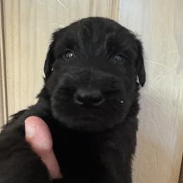 Boy 3 - Black male Giant Schnauzer puppy in North Royalton, Ohio from Mandy’s Giant Schnauzers
