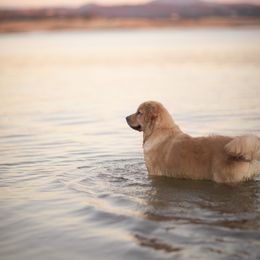 Cavalier King Charles Spaniel and Golden Retriever Puppies from Tsarevich Goldens and Cavaliers