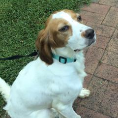 Sky - English Setter