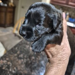 Miniature Schnauzer Puppies from Cowboy Schnauzers