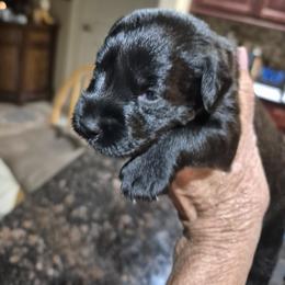 Miniature Schnauzer Puppies from Cowboy Schnauzers