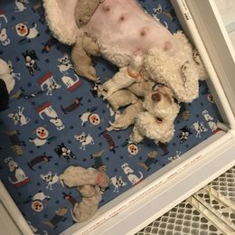 Goldendoodle, Schnoodle, and Sheepadoodle Puppies from Dood Ranch