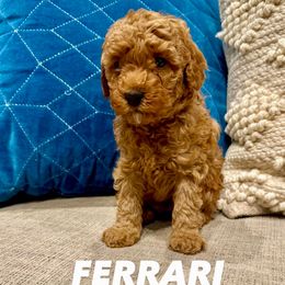 Ferrari - Apricot male Assorted Doodle Crosses puppy in West Haven, Utah from The Cava Labdoodles