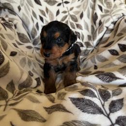 Black - Black and tan female Airedale Terrier puppy in Anderson, California from Airedales of Myriad Ranch