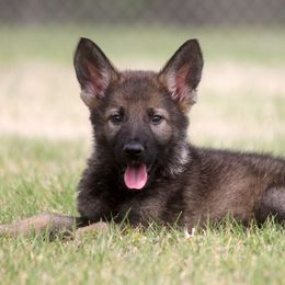 German Shepherd Puppies from Vom Anfang German Shepherds