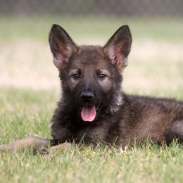 German Shepherd Puppies from Vom Anfang German Shepherds