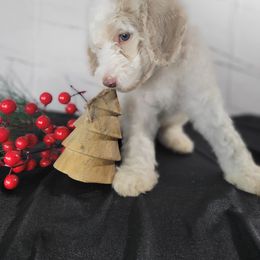 Poodle Puppies from Athena Smiles Standard Poodles