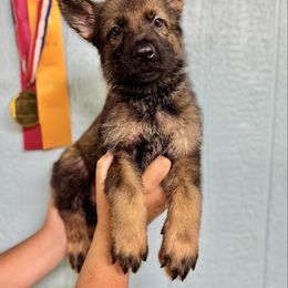 Bragi - White collar - Sable male German Shepherd puppy in Oakley, California from Von Guadachi German Shepherds & Audacity Border Collies