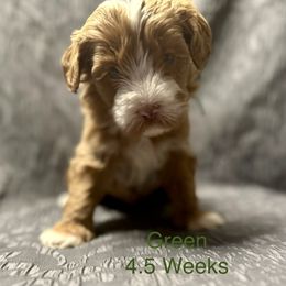 Australian Labradoodle Puppies from Cali Dream Doodles