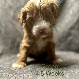Australian Labradoodle Puppies from Cali Dream Doodles