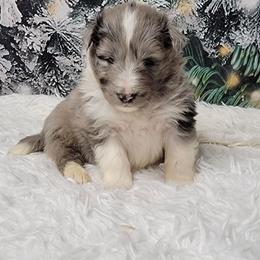 Baby Joe - White blue merle male Shetland Sheepdog puppy in Conway, Missouri from Brooks's little darlings