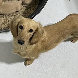 Fawn - Dachshund