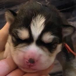 Brie - Black and white female Siberian Husky puppy in Meridian, Mississippi from JJ's Huskies