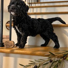 Girl 3 - Black female Goldendoodle puppy in Placerville, California from New Dawn Poodles and Doodles