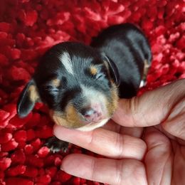 GIRL 2 - BLACK and TAN - Black and tan female Dachshund puppy in Swink, Oklahoma from Palali Farm