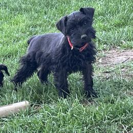 Miniature Schnauzer Puppies from Winona Schnauzers