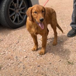 Dexter Wayne - Dark golden male Golden Retriever puppy in Mc Neal, Arizona from K&N Golden Retriever Companion
