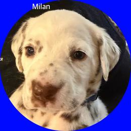 Milan - White and liver brown male Dalmatian puppy in Lakewood, Colorado from Hapi-Dal Dalmatians and Primetime Whippets