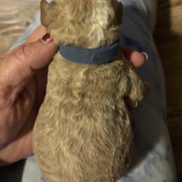 Winter - Dark Blue Collar Female - Phantom female Goldendoodle puppy in Eunice, Louisiana from Maison De Pawz