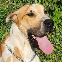 Hoss - Great Dane