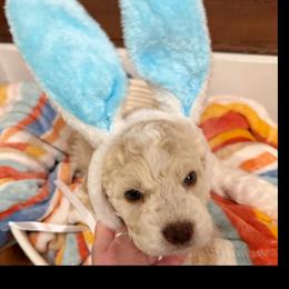 Boy 3 - Off-white male Lagotto Romagnolo puppy in Sherman, Texas from Texas Lagottos