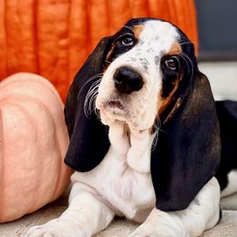 Basset Hounds from Jelly Belly Bassets
