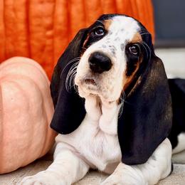 Basset Hounds from Jelly Belly Bassets
