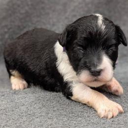 Purple collar - Black and white female Sheepadoodle puppy in Seaman, Ohio from Ohio Valley Sheepadoodles