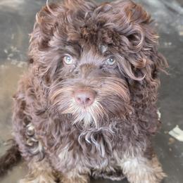 Cockapoo puppies from Route 66 Poodles & Doodles, Sapphire Shih-tzu's of Ohio