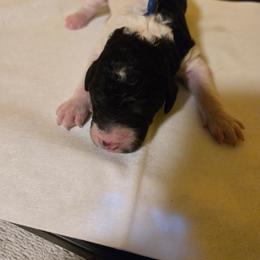 Blue  collar boy 2 - Parti male Poodle puppy in Nottingham, Maryland from A & A Pinedale Standard Poodles