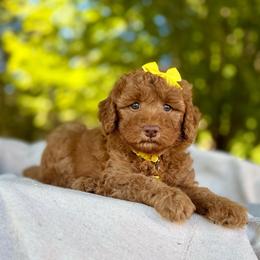 Yellow - Red  female Goldendoodle puppy in Hesperia, Michigan from Red Acres Poodles & Doodles