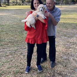 Poodle Puppies from Ocala Standard Poodles