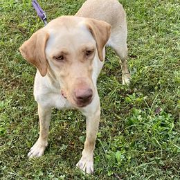 Elsa - Labrador Retriever