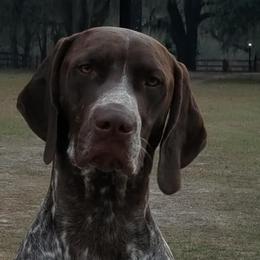 German Shorthaired Pointers from Winterwood Shorthairs