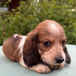 Beau - Piebald male Dachshund puppy in Hazlehurst, Georgia from DrakeFire Dachshunds