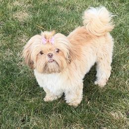 HANNAH - Red and tan female Shih Tzu puppy in Kennewick, Washington from Tinytails