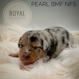 Pearl - Blue merle female Australian Shepherd puppy in Petersburg, Indiana from Royal Aussie’s