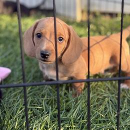 Dachshund Puppies from Carranza Puppy Farm