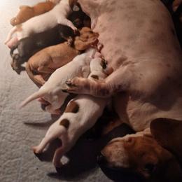 Red boy - Red male Dachshund puppy in Cedar Rapids, Iowa from Paulassillydogs