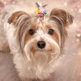 Priscilla - Yorkshire Terrier