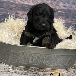 Bernedoodle Puppies from Oodles of Doodles