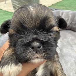 Junior L - Liver male Shih Tzu puppy in West Palm Beach, Florida from Must Be Love