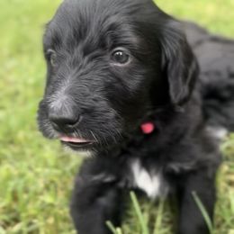 Yuma - Black and white female Bernedoodle puppy in Phoenix, Arizona from Grandview Bernedoodles