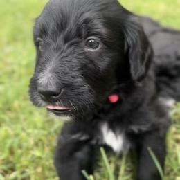 Yuma - Black and white female Bernedoodle puppy in Phoenix, Arizona from Grandview Bernedoodles