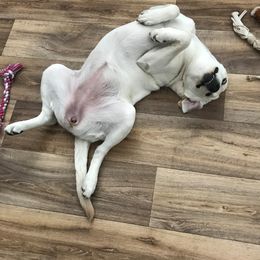 Dachshunds and Labrador Retrievers from Kinyon Dee’s Doggies