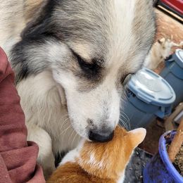 Anatolian Shepherd Dogs from Dragon Treats Farm