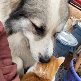 Anatolian Shepherd Dogs from Dragon Treats Farm