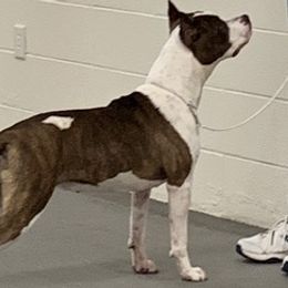 American Staffordshire Terriers, Boston Terriers, and French Bulldogs from Mon Ange French Bulldogs