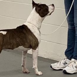 American Staffordshire Terriers, Boston Terriers, and French Bulldogs from Mon Ange French Bulldogs