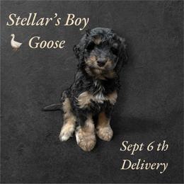 Bernedoodle and Goldendoodle Puppies from Paws 4 Doodles, LLC